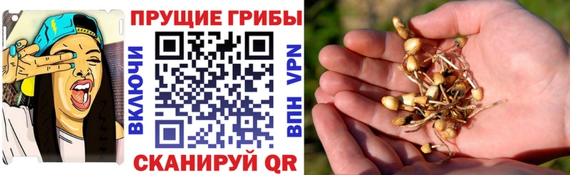 где продают наркотики  Козьмодемьянск  Галлюциногенные грибы Cubensis 